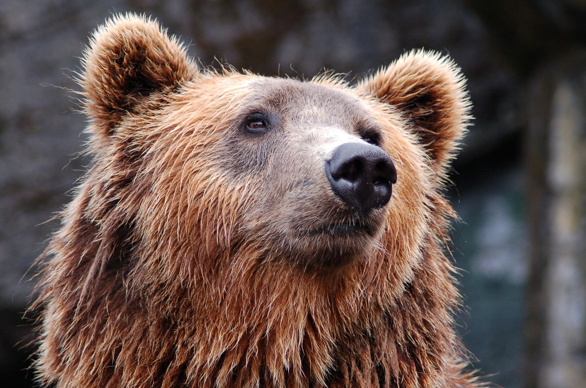 Oso pardo
