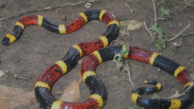 ¿Qué hacer si me muerde una víbora coralillo? Lo más importante