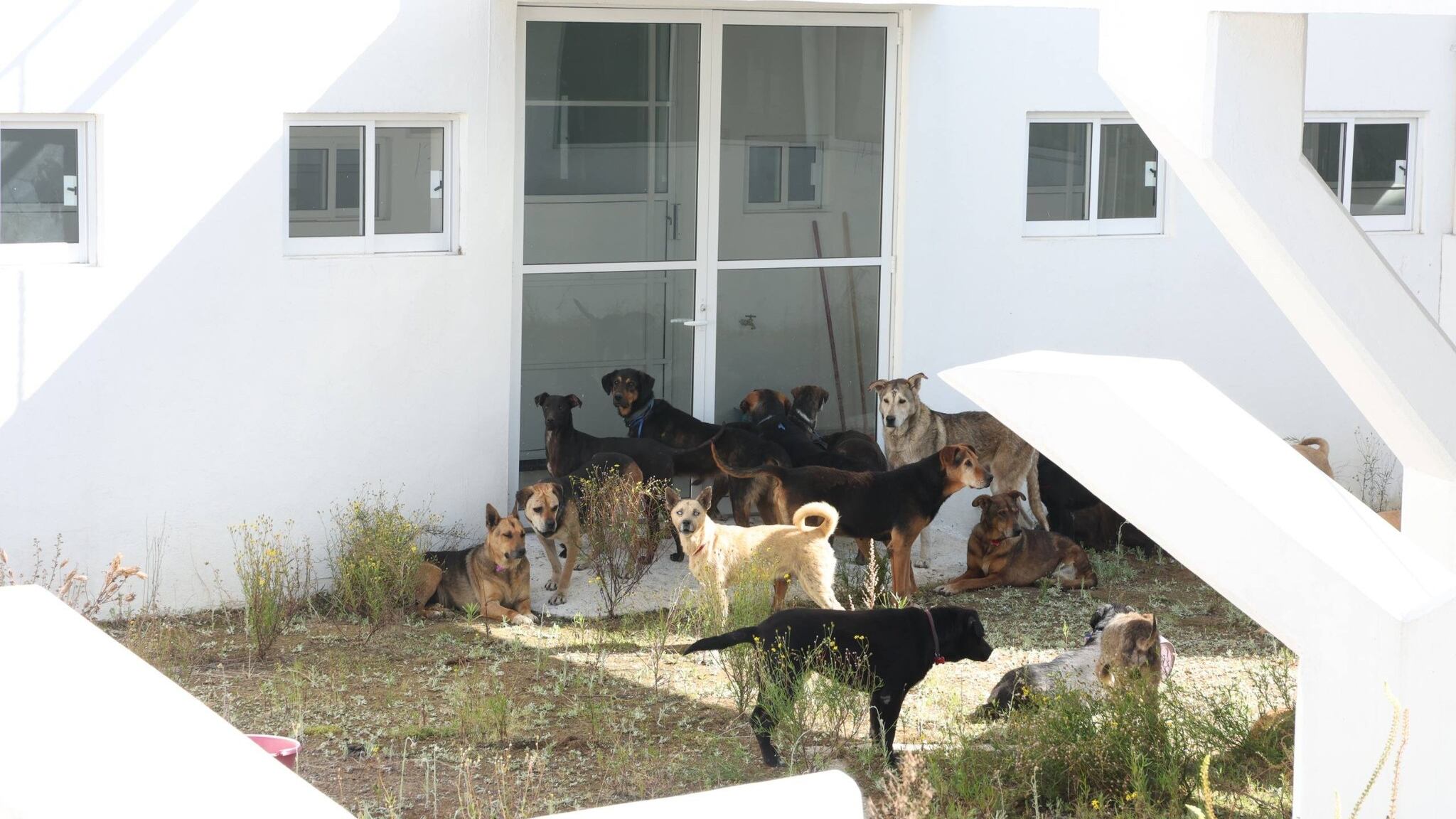 Fundación Haghenbeck enfrenta acusaciones por revictimizar animales del Refugio Franciscano
