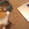 Gatito aprende a limpiarse viendo un tutorial