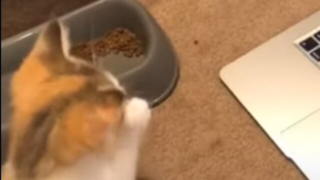 Gatito aprende a limpiarse viendo un tutorial