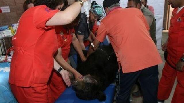 (@dianachasez23) Invictus fue operado exitosamente