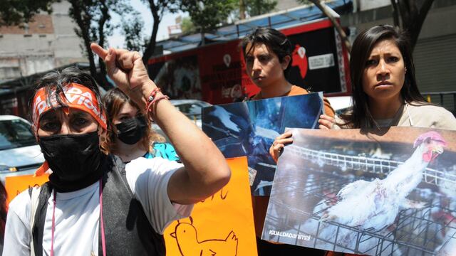 Animalistas protestan contra maltrato animal en el Senado