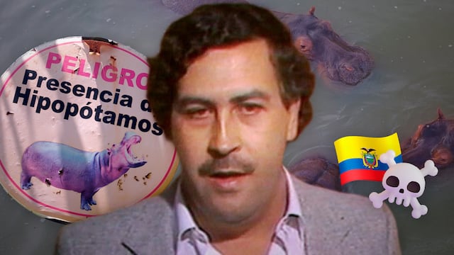 Hipopótamos de Escobar: Colombia planea sacrificarlos tras fallar reubicación