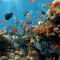 Arrecifes de coral podrían no resistir el cambio climático
