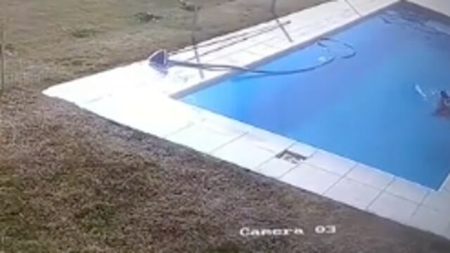 niño salva a su perrito de ahogarse