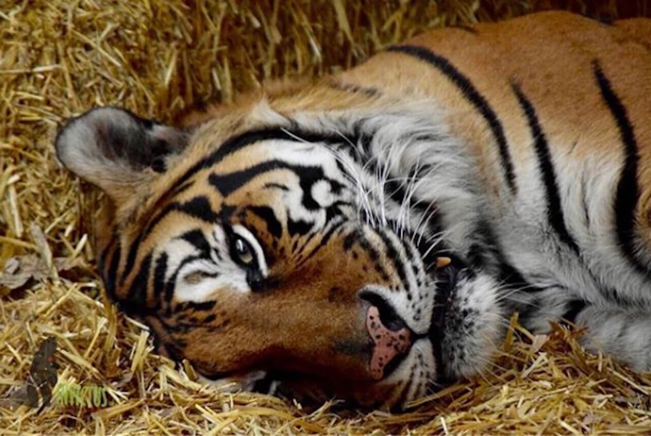 La Fundación Invictus atiende a animales silvestres.