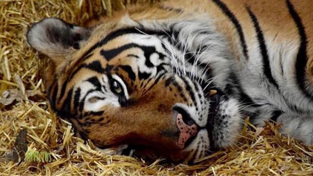 La Fundación Invictus atiende a animales silvestres.