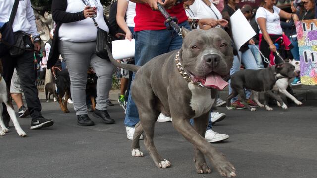 Perro pitbull. Ataque.