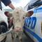 VIDEO: vaca se escapa de matadero y corre por calles de Nueva York