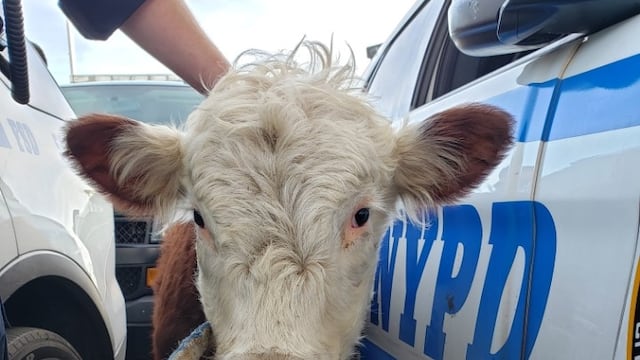 Video: Vaca huye de matadero en Nueva York.
