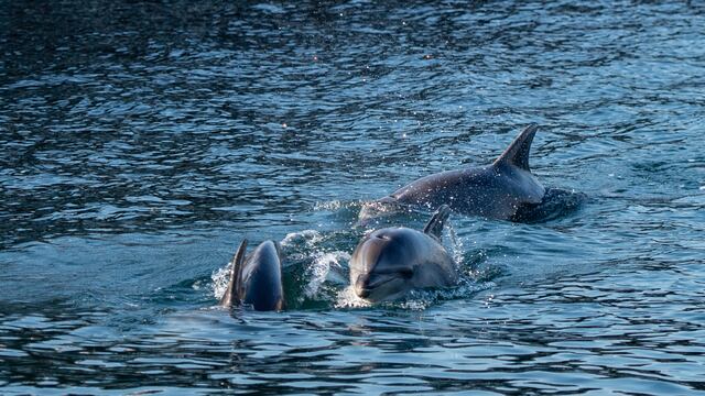 Delfines en Bósforo, Estambul