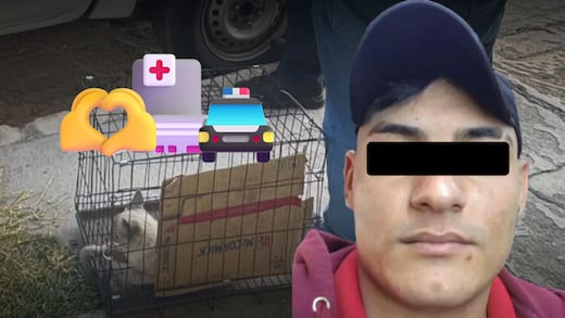 Sobrevive gato golpeado por “El Cuba”; Fiscalía del Edomex investiga maltrato animal