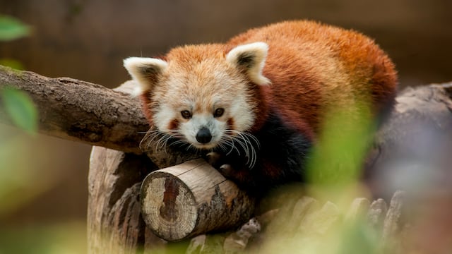 Dibujos de panda rojo para colorear