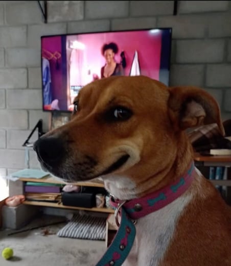 Perrito se escapa de casa para ir a desayunar con la vecina