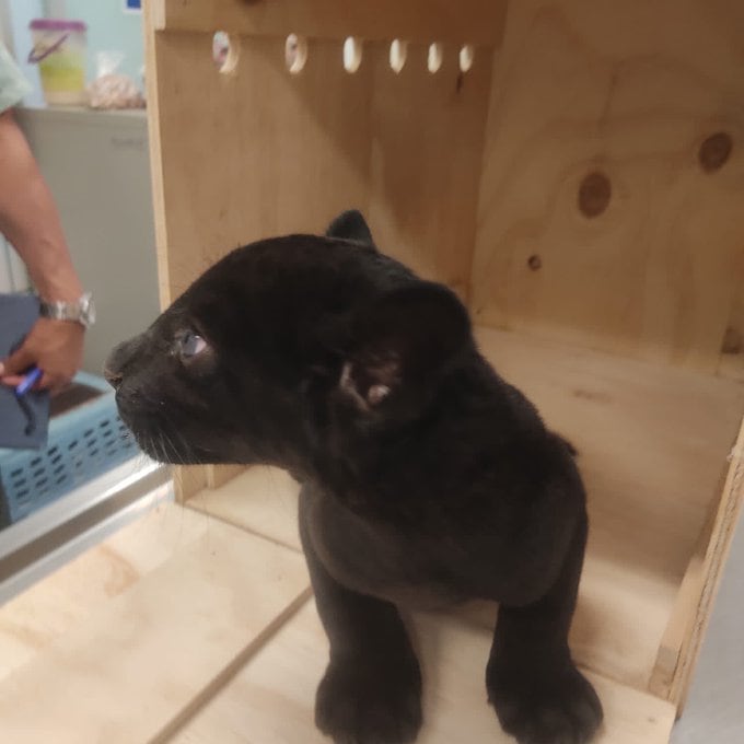 Jaguar cachorro resguardado por la Profepa