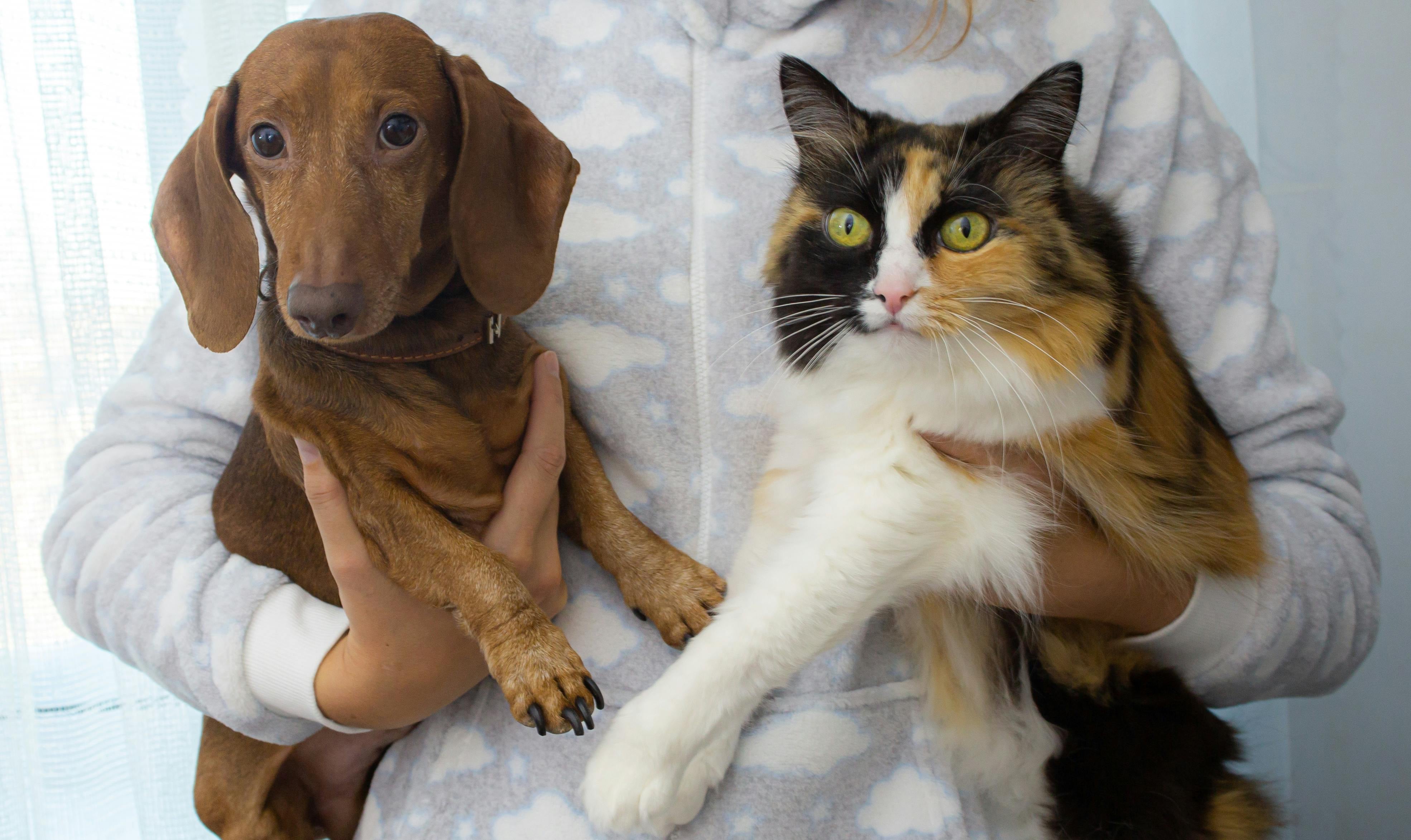 Perro y gato.