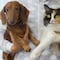 ¿Qué pasa con las mascotas en el eclipse? 7 cuidados que debes tener hoy 8 de abril