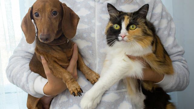 Perro y gato.