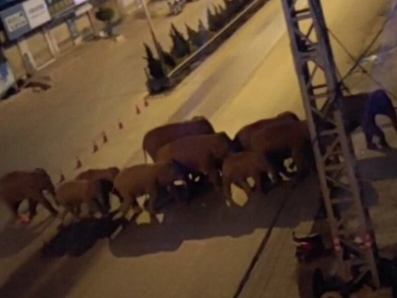 Manada de elefantes en China