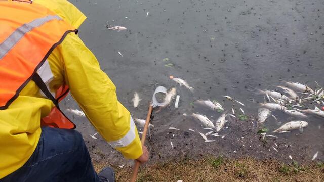 Peces muertos en presa La Concepción