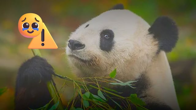 El panda gigante ya no está en peligro de extinción, pero aún no está a salvo