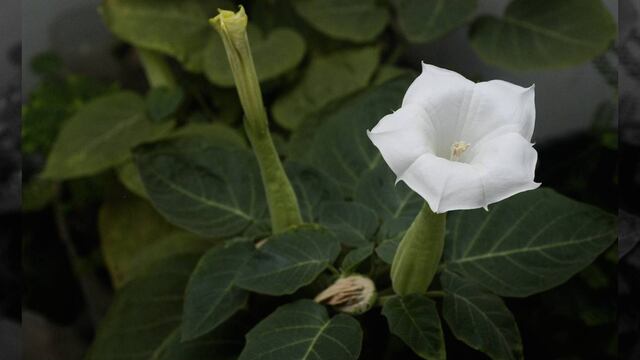 Para su uso medicina o ritual se requiere conocimiento y hasta la actualidad se perpetúa su empleo en las comunidades.