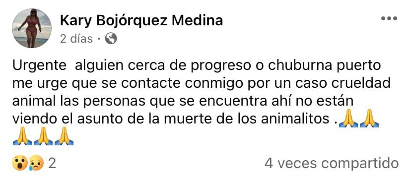 Denuncian que desalmado pisó la cabeza de dos gatitos: