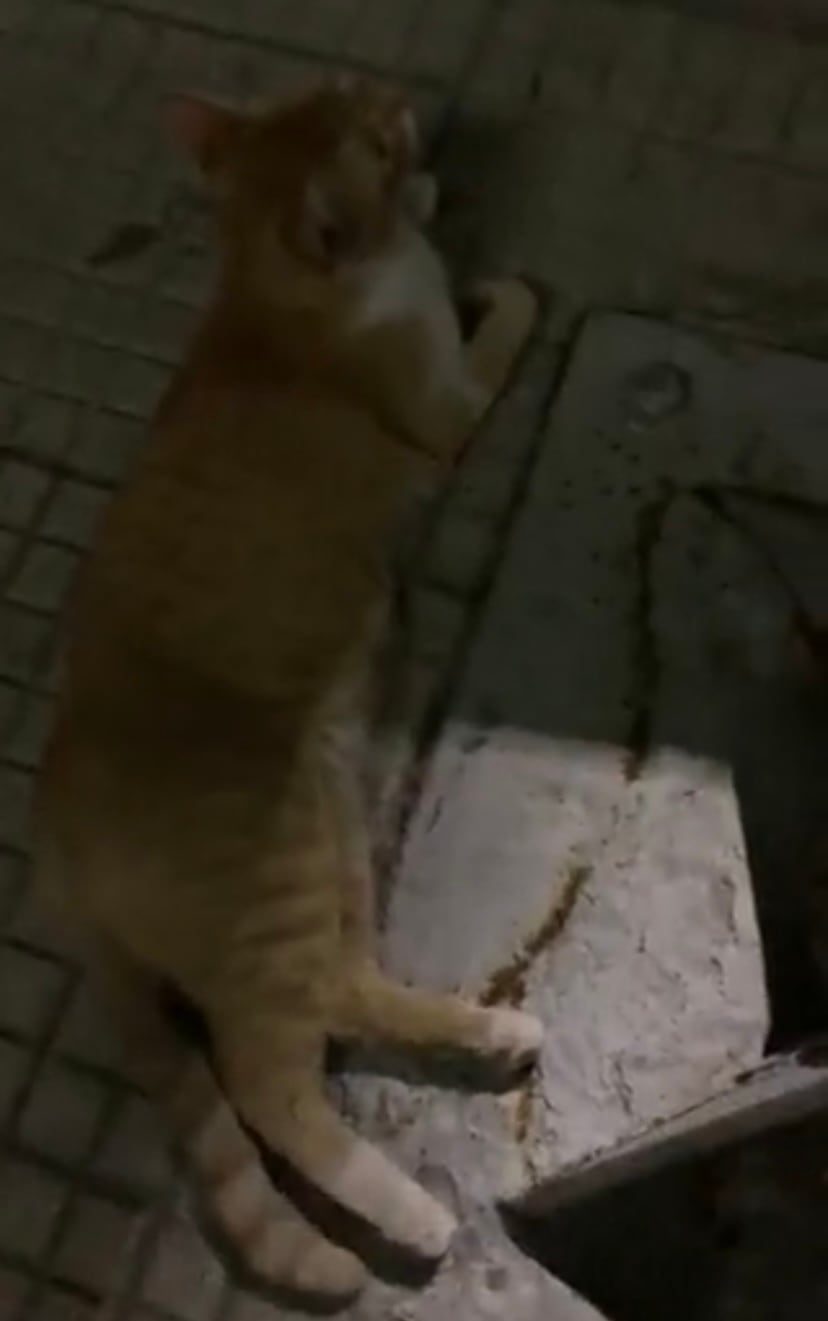 Gatito perdido