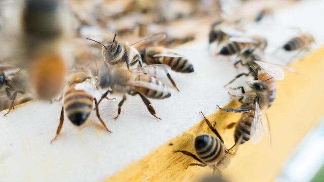 Las abejas Halictidae se alimentan del sudor humano, pero también les gustan las lágrimas.