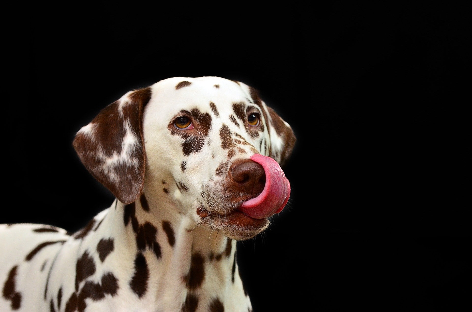 Los gestos de tu perro