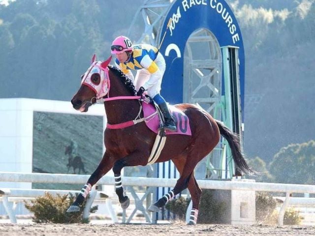 Haru Urara, yegua de carreras japonesa que inspiró al personaje Umamusume: Pretty Derby, murió a sus 29 años de edad