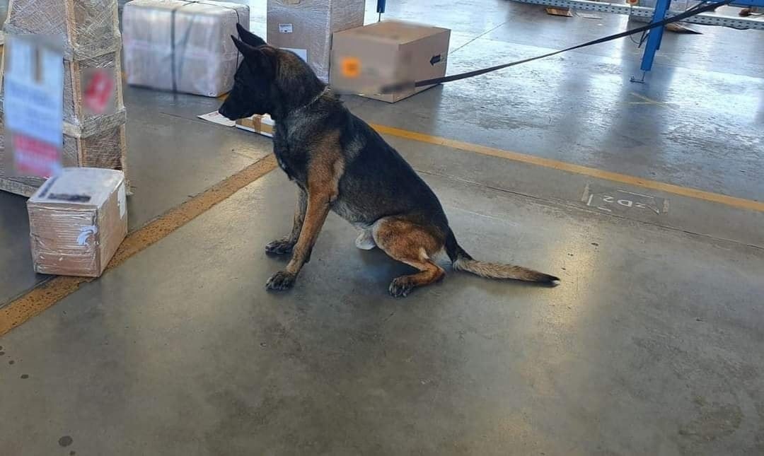 Binomios caninos de la Guardia Nacional