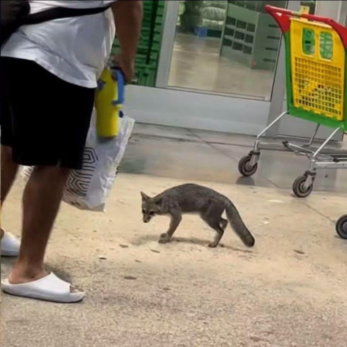 Cancún: alertan por zorra con rabia y buscan a quienes tuvieron contacto con ella