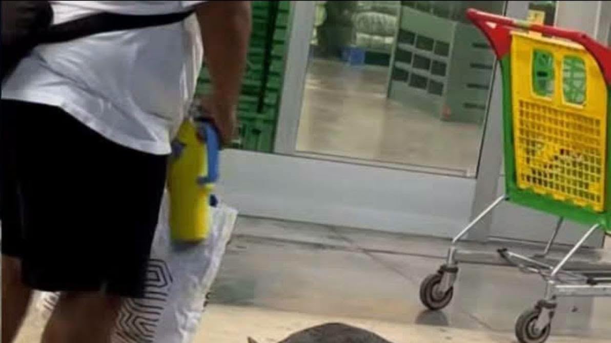 Cancún: alertan por zorra con rabia y buscan a quienes tuvieron contacto con ella