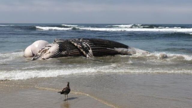 Ballena muerta en costas de Baja California.