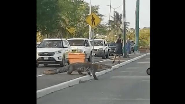 Un cocodrilo cruza la calle en Tampico, Tamaulipas.