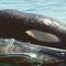 Wikie, la primera orca en aprender el lenguaje humano