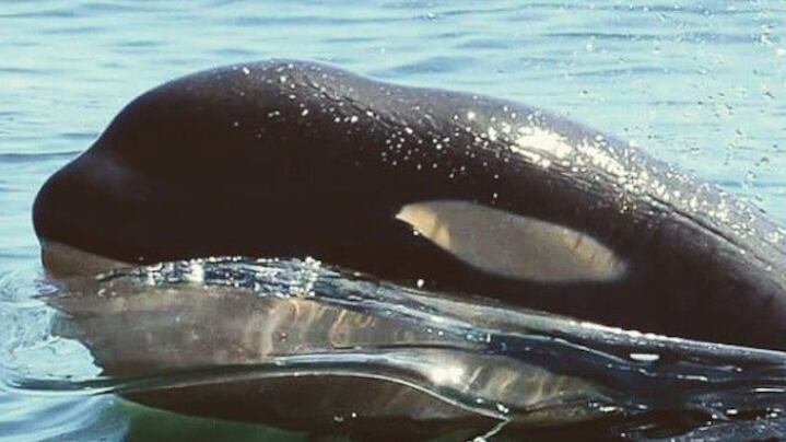 Orca