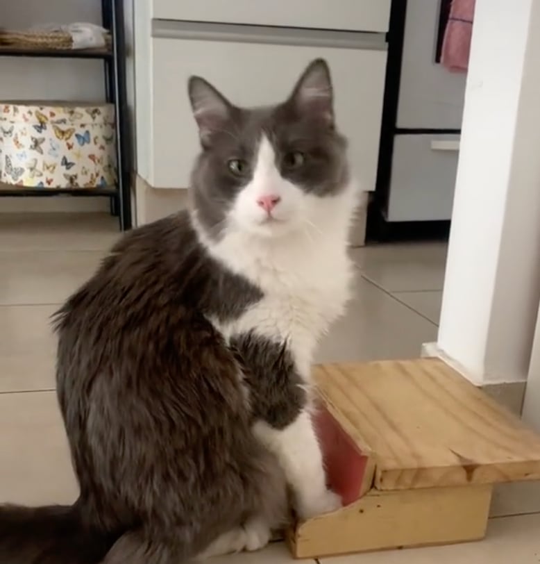 Limón, el gato pianista de TikTok