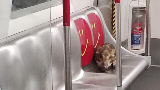 Jabalí viaja en el metro de Hong Kong (VIDEO)