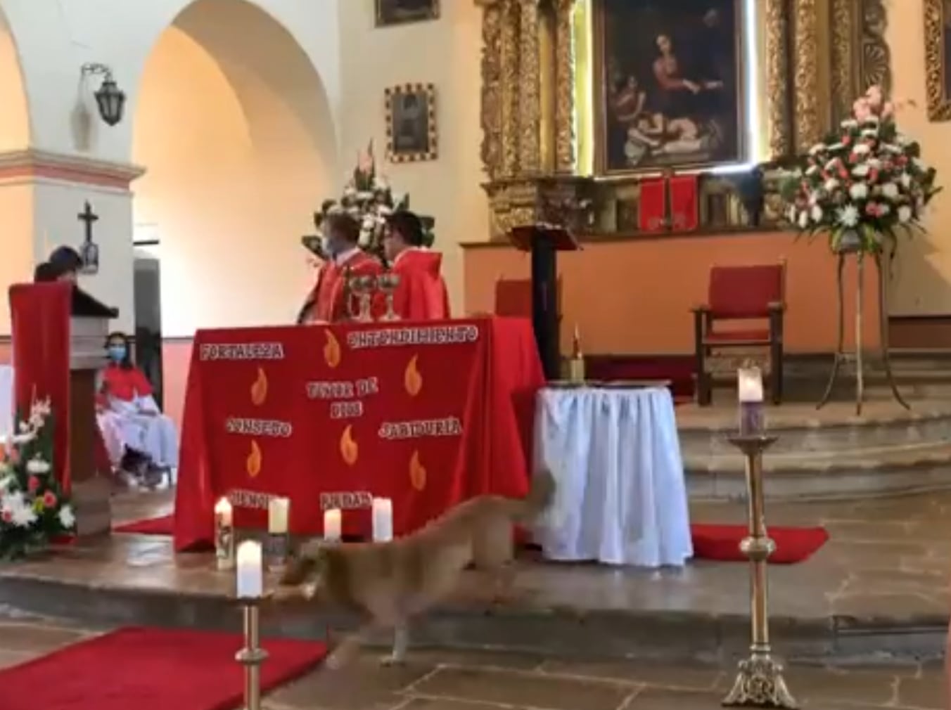 Perrito robando pan de una iglesia