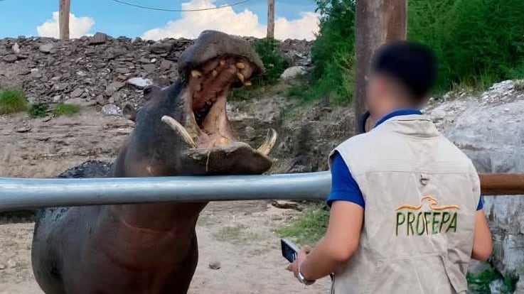 El increíble decomiso de Profepa en un domicilio de Hidalgo: Hasta un hipopótamo aseguraron