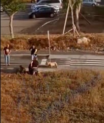 Policías disparan a perros en España