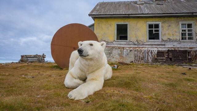 ¿Osos polares comunistas? Invadieron un antiguo y abandonado pueblo en Rusia