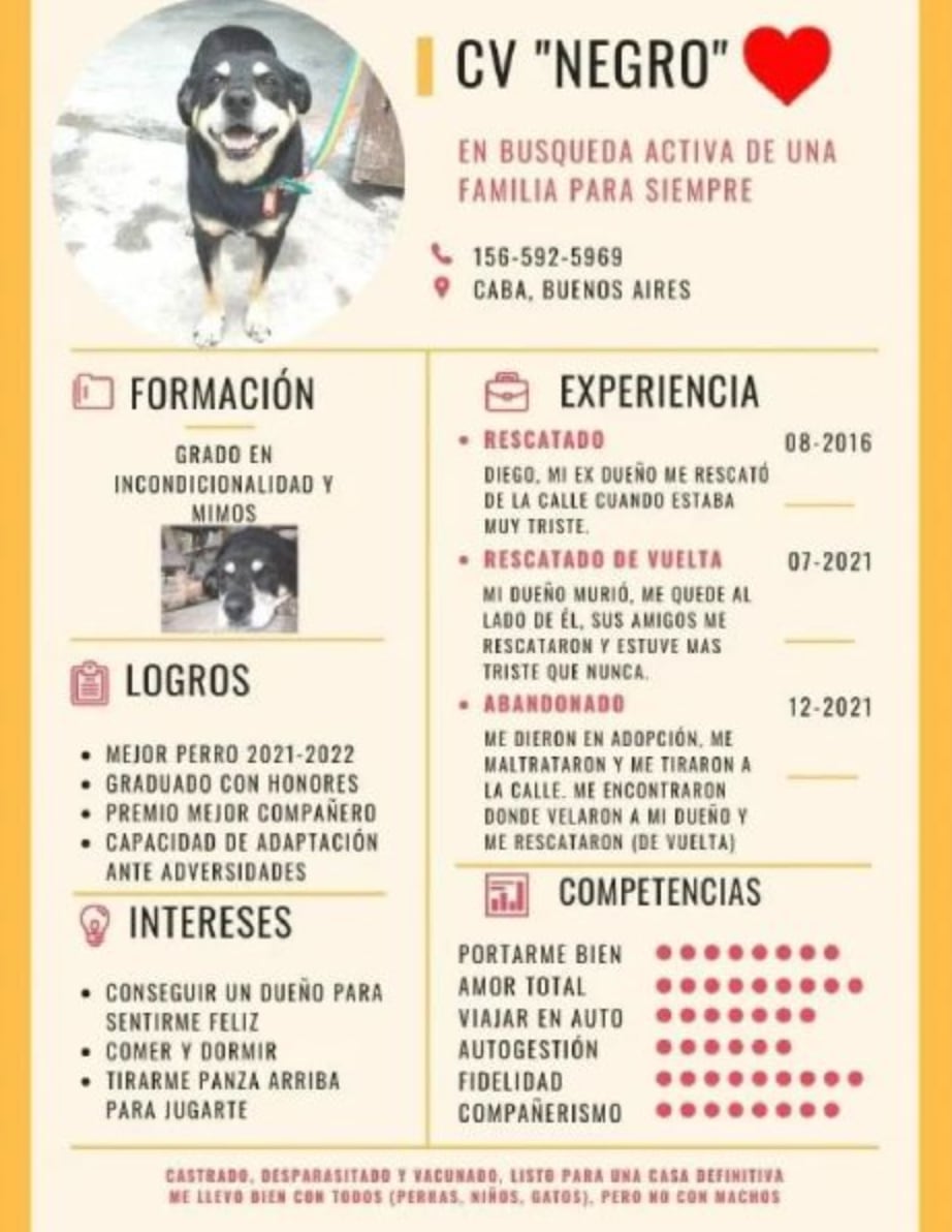 CV del perrito