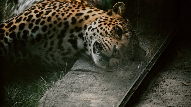 Cazadores le arrancan dientes y patas a leopardo para después tirarlo al río