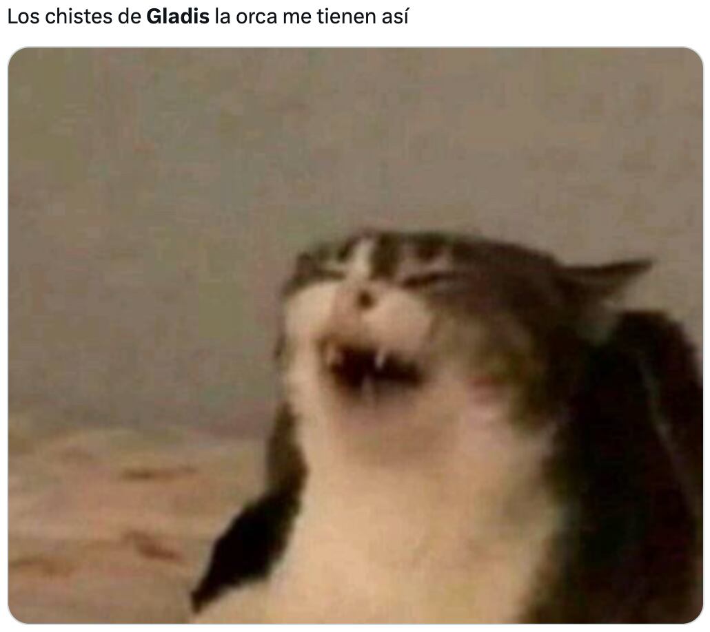 Memes de Gladis, la orca asesina
