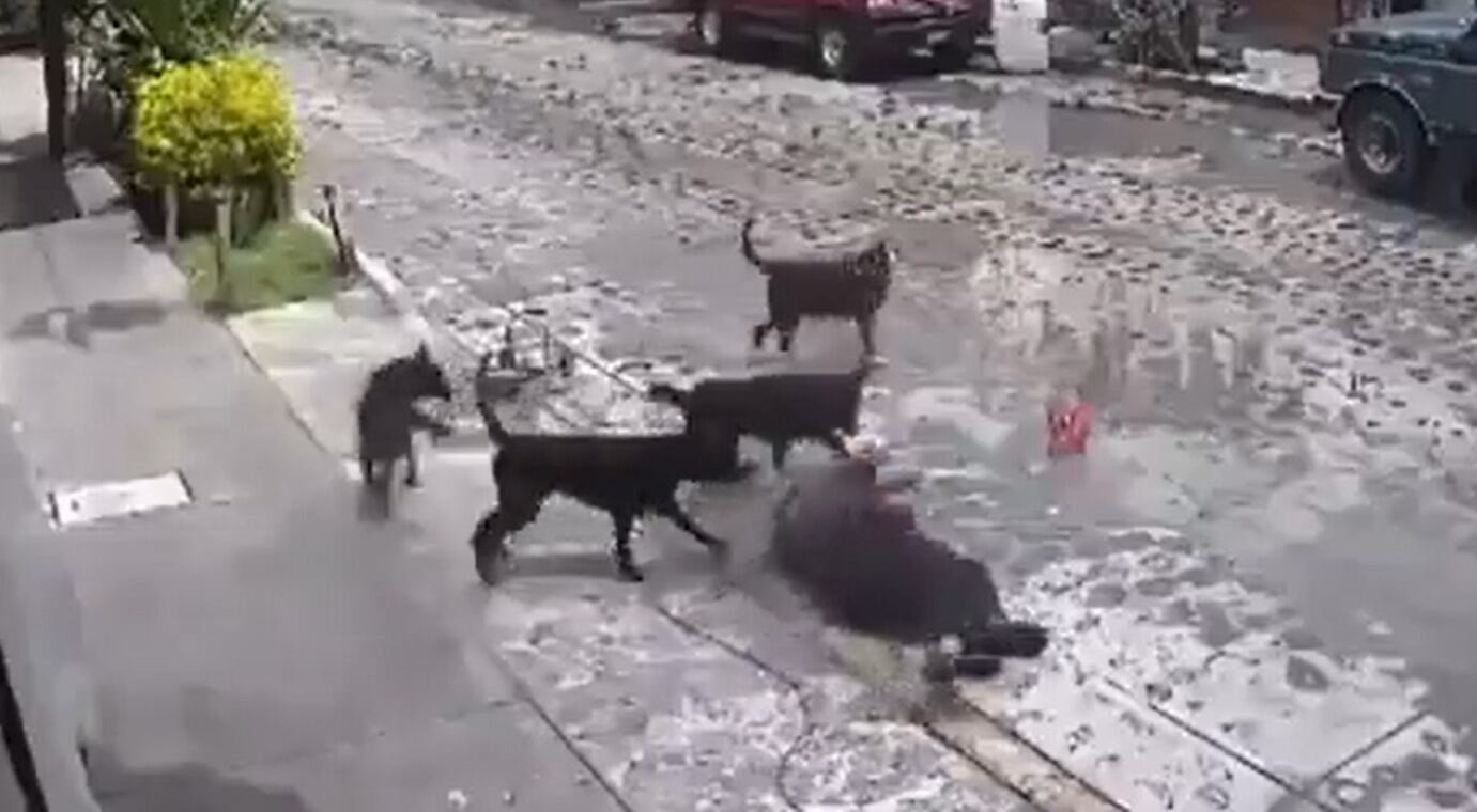 Jauría atacó a adulta mayor en Querétaro y nadie la ayudó