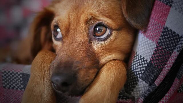 Perro prende fuego a su casa accidentalmente